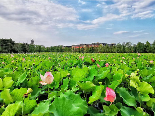 1688435539259027650.jpg 第二张.jpg